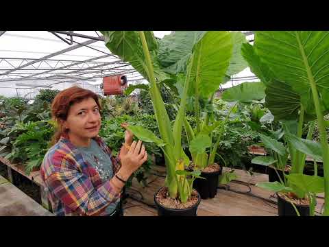 Video: Come si coltiva la Colocasia gigantea?