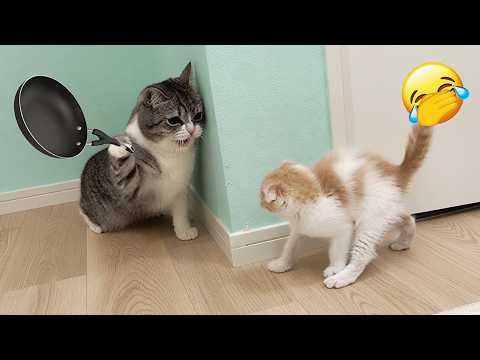 You Won't SURVIVE These INSANE CATS 😂 | Funniest Cat Moments Ever