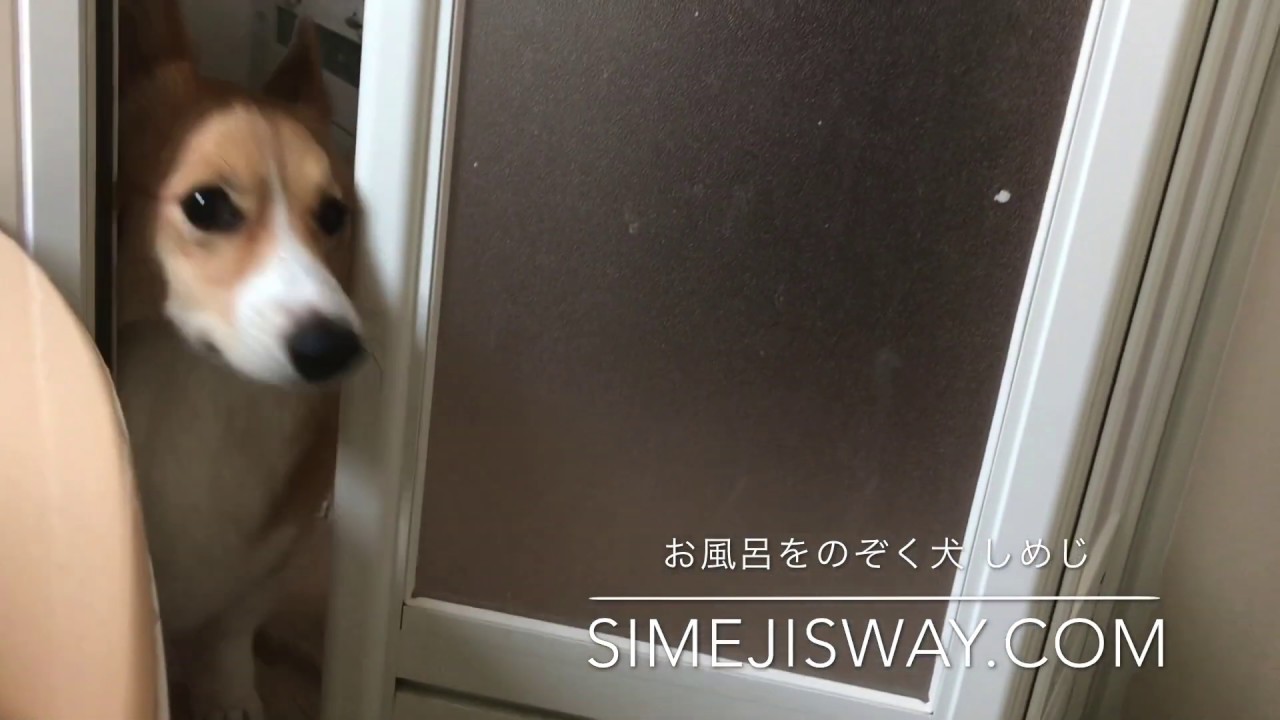 お風呂をのぞく犬 しめじ Youtube