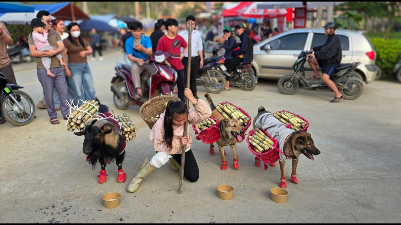 The girl along with her goat and dog, carried sugarcane to the market to sell and exchange for money