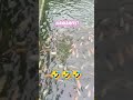 #mancing #mancingmania #ikan #mancingikan #funny #fypshorts #videolucu