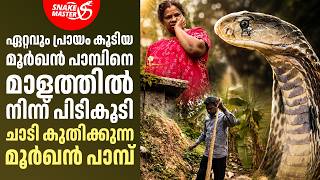 ഏറ്റവും പ്രായം കൂടിയ മൂർഖൻ പാമ്പിനെ പിടികൂടി | Vava Suresh Oldest Cobra Rescue | Snakemaster EP 1195
