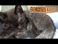 ３種混合ワクチンうってきました！【仔猫・保護猫】