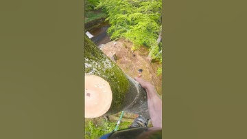 Did the chainsaws get hit?! 👀 #treeclimbing #treeclimber #arborist #arbortec