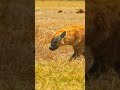 Why Hyenas Are Not Just Scavengers