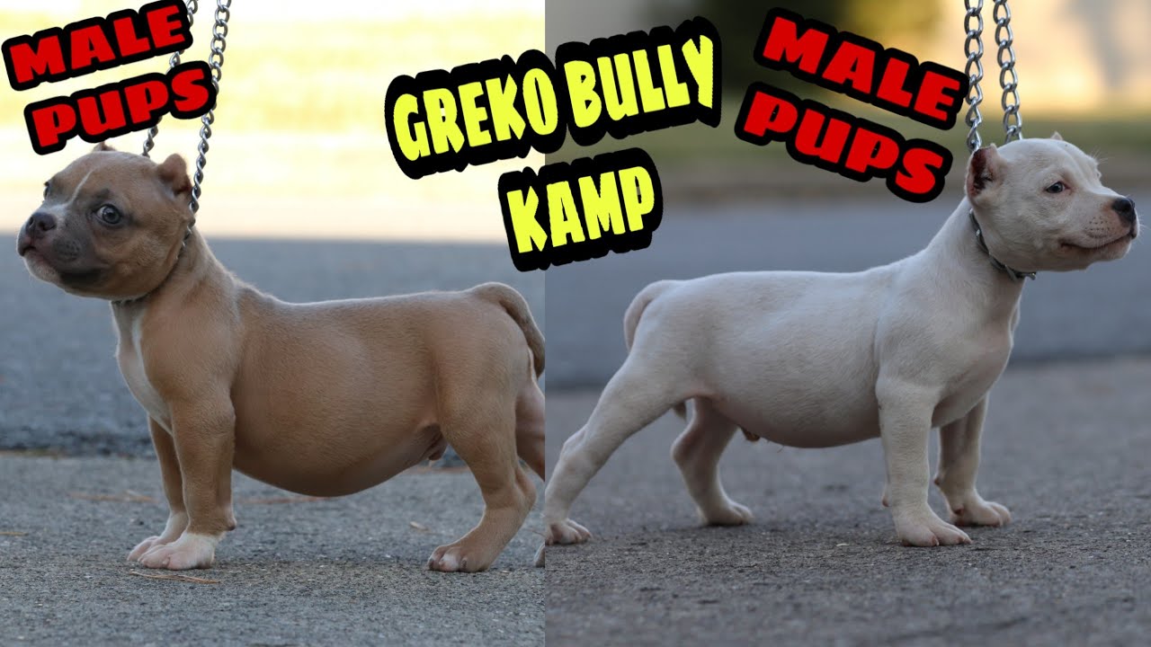 American bully puppy updates tris smuts an fawn kentucky abkc pocket micro ...