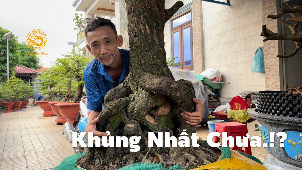 Cây “Khủng” tiếp tục đổ bộ Vườn Mai Huy Long Thành|Mai Tứ Quý Khủng|Vùng Đất Rồng 
