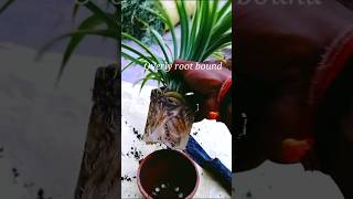 How to Repoting root bound Spider plant #gardeningtips #spiderplants #ornamentalplants #vorganicfarm