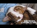 猫エステ　毛づくろいに揺れる前足　～ぴっち♀＆ぽっけ♂～　Cat beauty treatment Forefoot swaying to grooming　～Picchi♀＆Pokke♂～