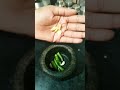 Majjige Saaru Masala Butter Milk