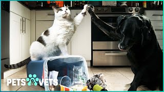 An Hour Of Non-Stop Laughter From Home Pet Videos | Funniest Pets And People | Pets & Vets