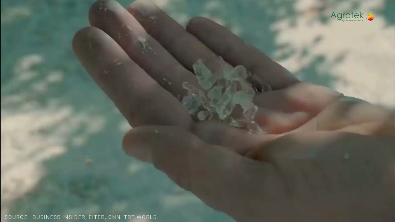 Agrotek | getah pohon damar (Getah damar)