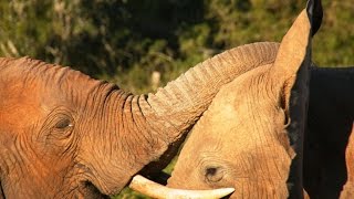 Addo Elephant National Park with Nelson Mandela Bay Tourism