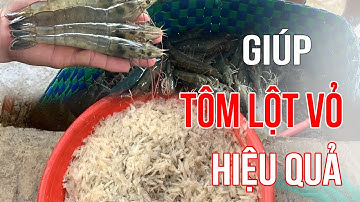 KỸ THUẬT KÍCH THÍCH TÔM LỘT XÁC HIỆU QUẢ !