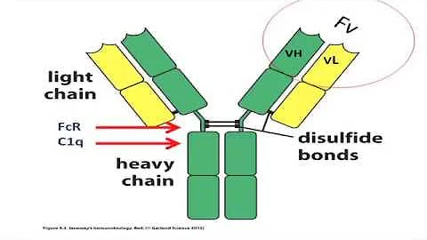 Stopping Biologics – Can We Do It Successfully?