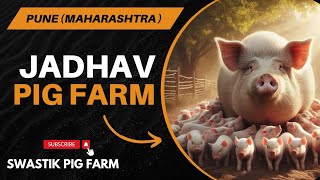 Jadhav Pig Farm Pune Maharashtra | Pig Business in Maharashtra #swastikpigfarm #piggerybusiness #pig