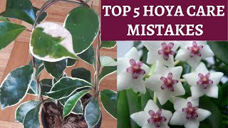 Hoya Plant Care - TOP 5 mistakes to avoid