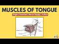 Muscles of Tongue | Tongue Anatomy