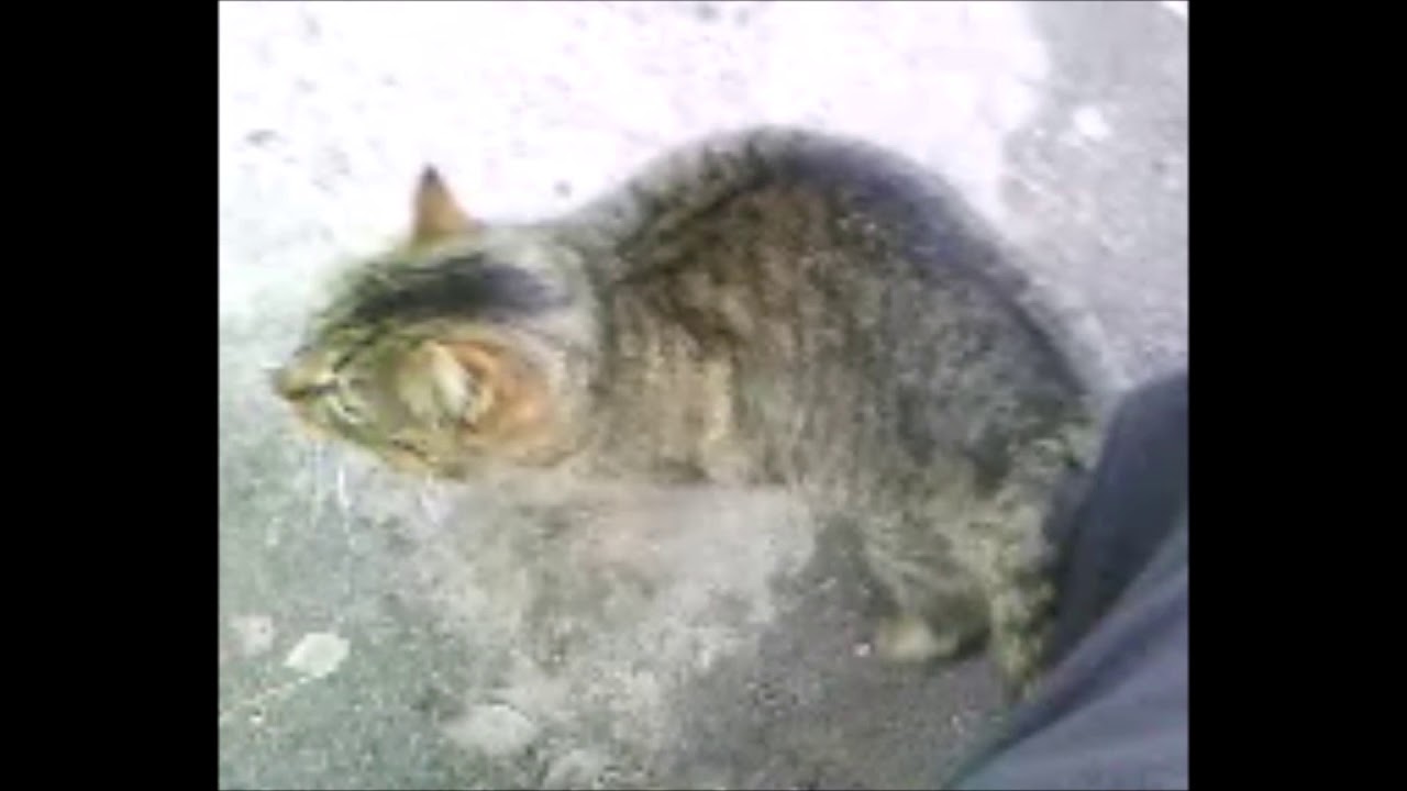 Настоящий друг - YouTube