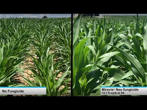 See The Reduction In Plant Stress With Miravis Neo Fungicide