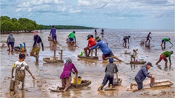 Độc Đáo Nghề "Đạp Mong" Mưu Sinh Biển Bãi Bồi | Bánh Ướt Ngọt Bún Nước Lèo Chợ Sóc Trăng
