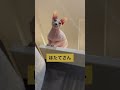 ほたて猫の日常 ごはんください【スフィンクス猫】 #cat #ほたてくん #ペット