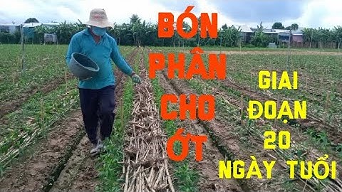 DEMO BÓN PHÂN CHO ỚT GIAI ĐOẠN 20 NGÀY TUỔI