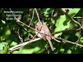 Belted flycatcher panajachel finca santa victoria birding guatemala pablo chumil birder guide