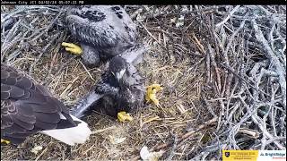 Jolene and Boone's nest, rain, hail, wing exercises ETSU Eagle Cameras Johnson City Cam 1 / Cam 3