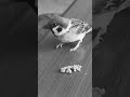 モノクロのチーくん  #スズメ  #癒し #面白い