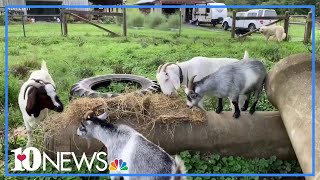 The Do's and Don'ts of feeding goats