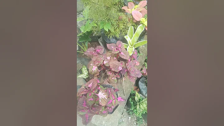 Jennifer Candela Garden