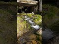 大阪府の蛍の住む癒しの綺麗な川