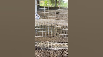 Hardware cloth is what we call it…what’s it called where you live!? #chickens #chickencoop #coops
