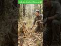 #shorts Golden Jackal rescue(Full story on Thursday|#wolfsounds#relaxinwolf#wolfsong#wolf #animals