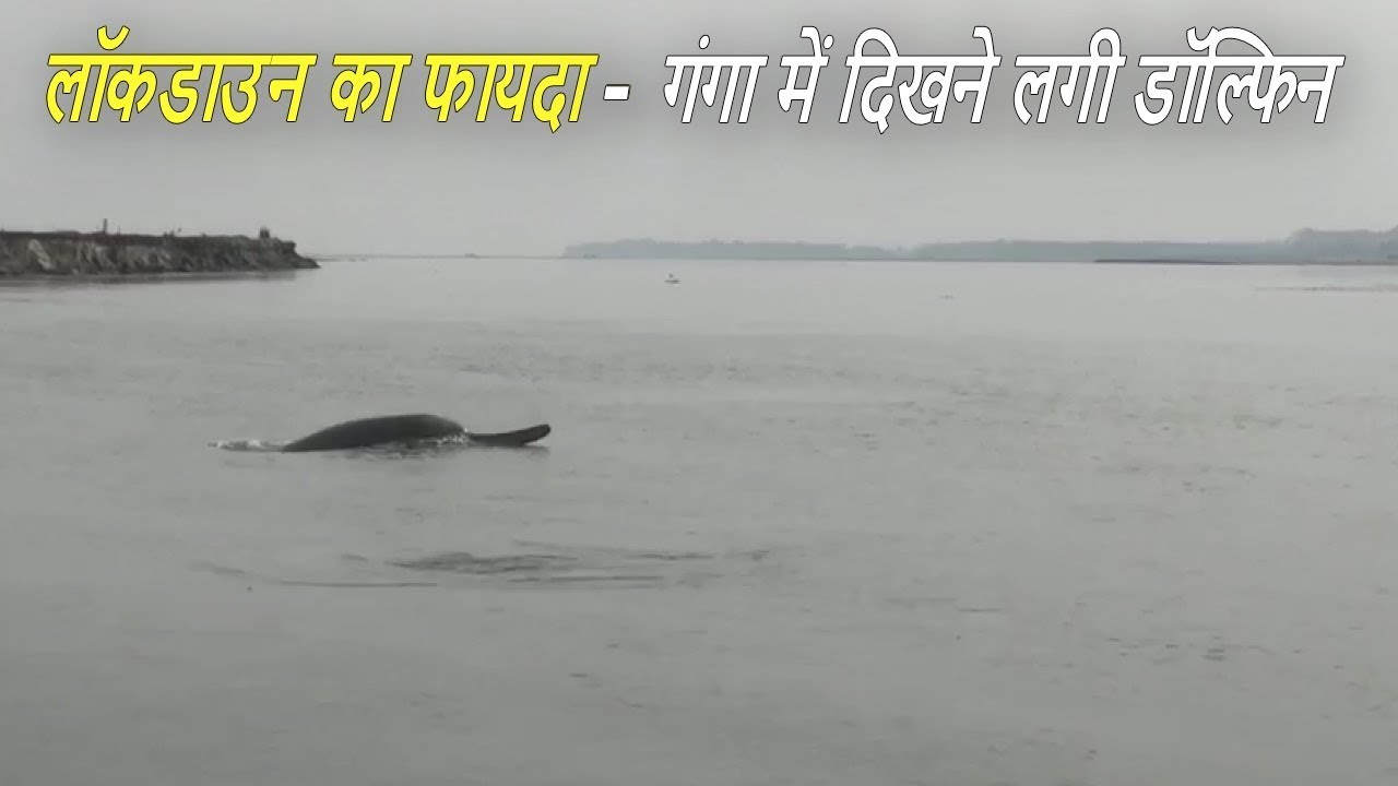 Dolphins Having Fun In River Ganga