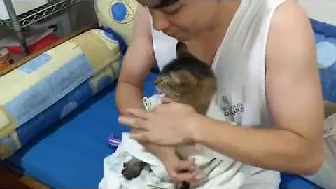 O que fazer quando o gato está com pneumonia?