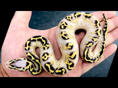 【ボールパイソン】フリーウェイについて【Freeway Ballpython】