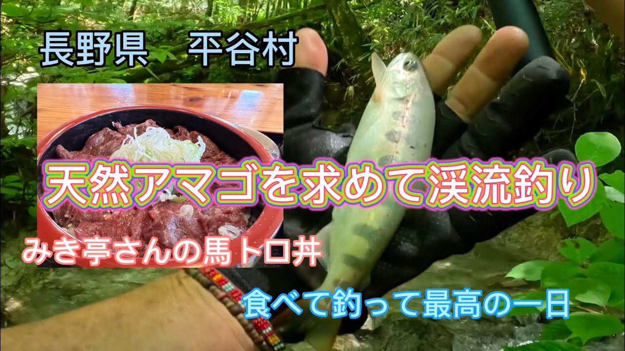 天然アマゴを求めて渓流釣り！　　長野県で馬刺し食べて渓流釣りしてきました。