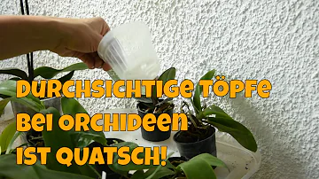 Warum müssen Orchideen in einen durchsichtigen Topf?