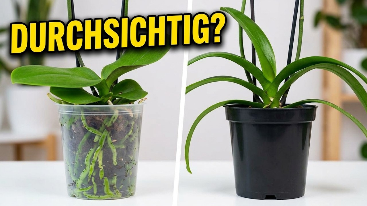 Brauchen Orchideen wirklich einen transparenten Topf?