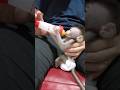 Our Newborn Baby Monkey Boy After Reject Porridge and Milk in Live Video Before