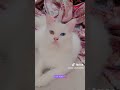 Kitty 😂