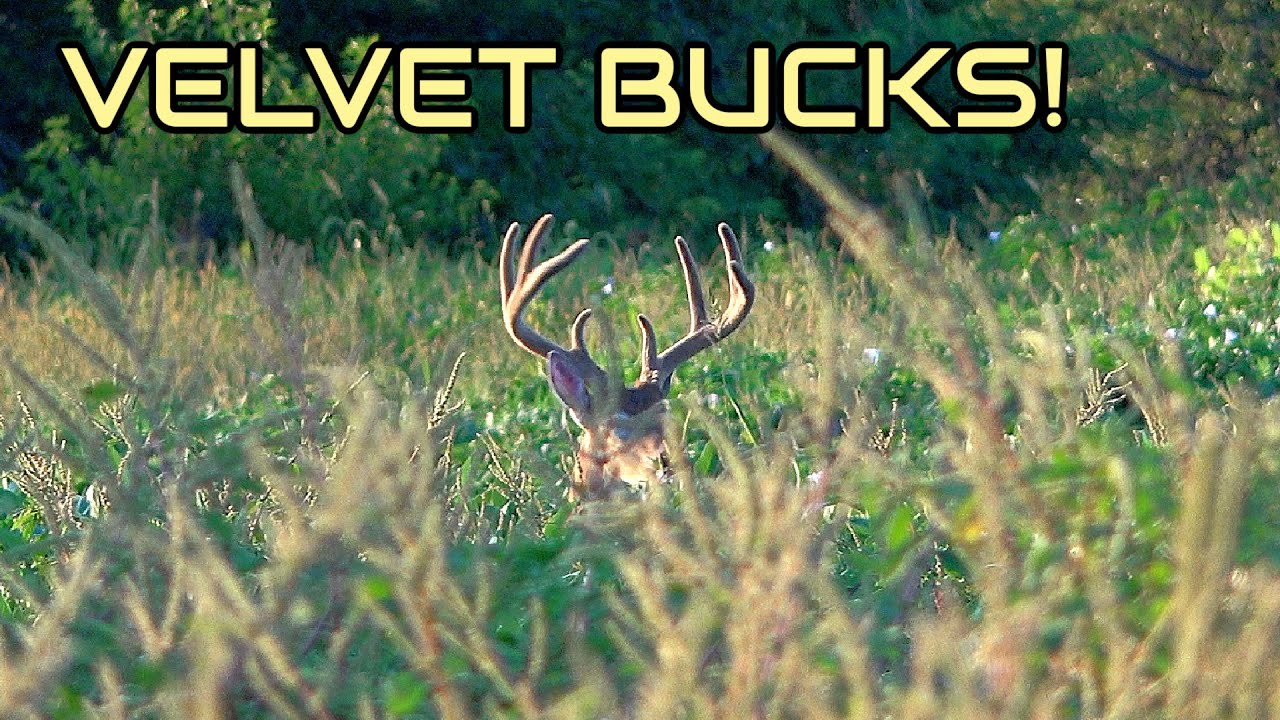Big Velvet Bucks! | August Scouting