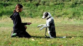 Дрессировка. Саратов. Школа дрессировки Dogsa Дрессировка. Саратов. Школа дрессировки Dogsa