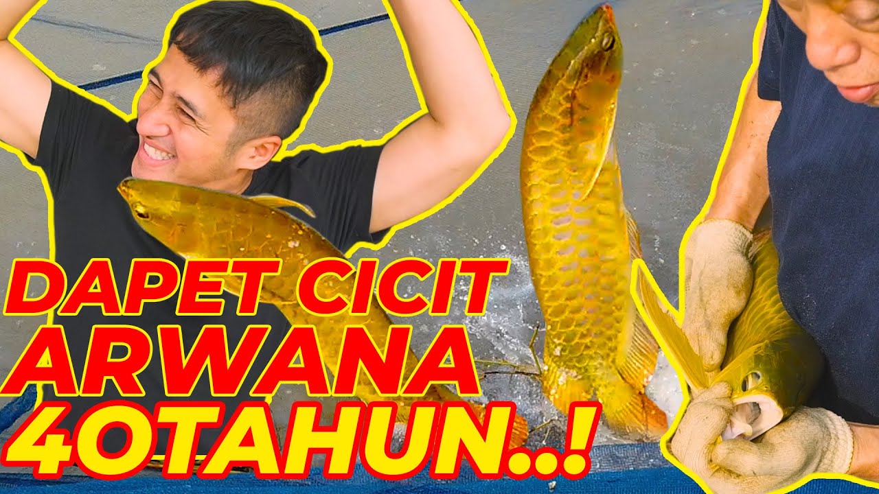 PANEN ARWANA DAN DAPET CICIT ARWANA 40 TAHUN..!