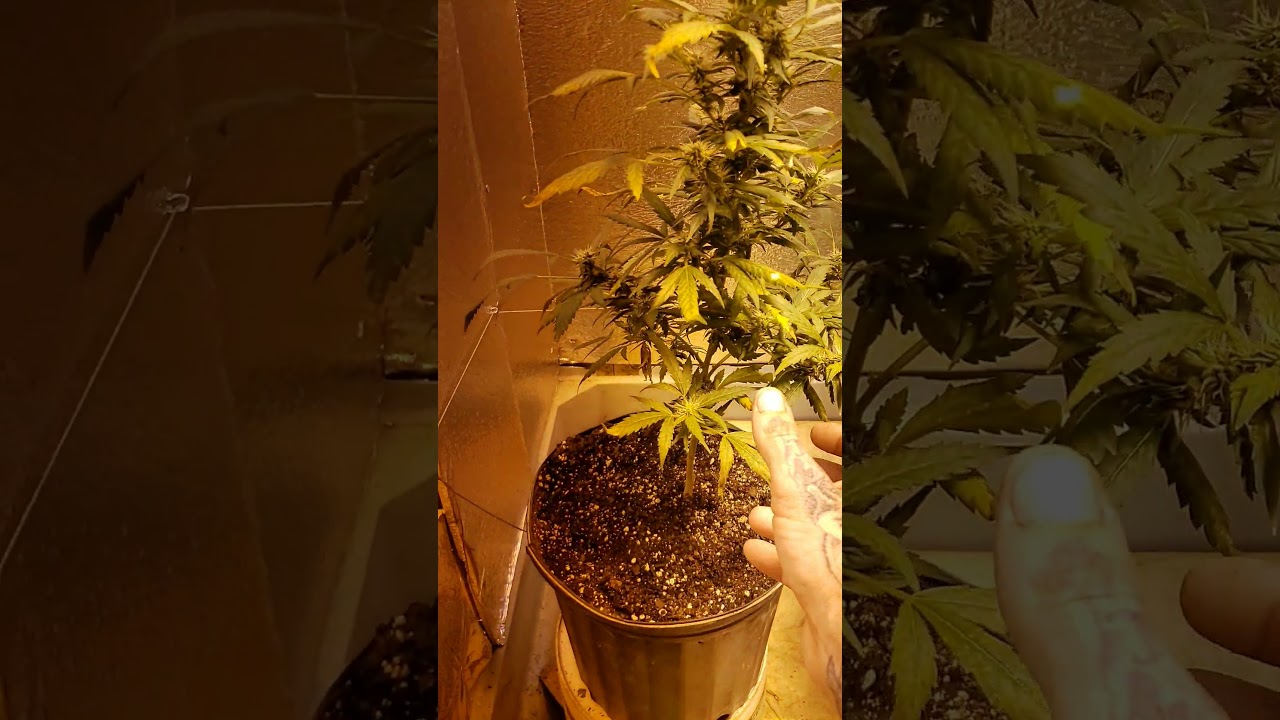 Indoor bud swelling nice.