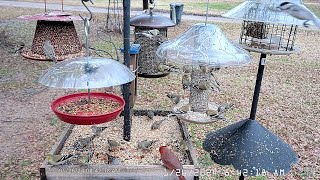 North Texas Front Yard Bird feeders Live!! New Camera!! Great video!!