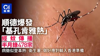北上注意 順德爆發基孔肯雅熱478宗 衞生署:做好應對輸入準備|01新聞|基孔肯雅熱|順德|蚊子|衛生署|傳染病