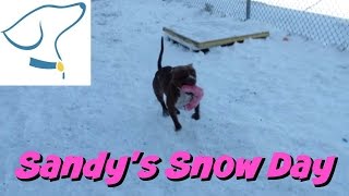 Adopted Sandy Lucas County Canine Care And Control